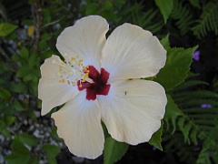 Jamaica06 (266)